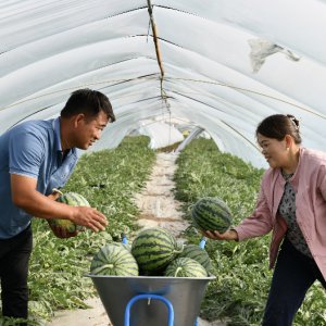 上市早 產量高 品質好“早優(yōu)美”西瓜新品種線下觀摩會在太和舉辦