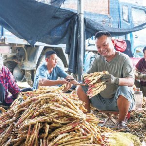 馬寨生姜喜獲豐收